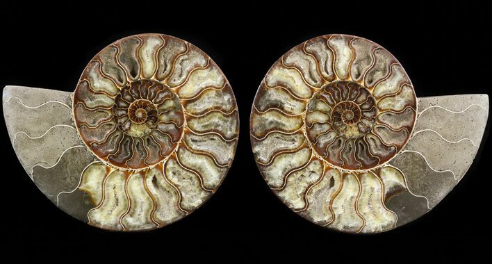 Cut & Polished Ammonite Fossil - Agatized #51243